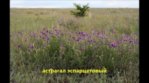 Растения степи