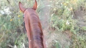 VLOG: поездка в поле?!  /  как проходит мой день на конюшне?. Снимаю от первого лица ?