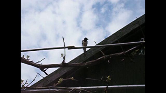 ДЕРЕВНЯ МАЙ 2005 СНЯТО НА ФОТОАППАРАТ смотреть онлайн