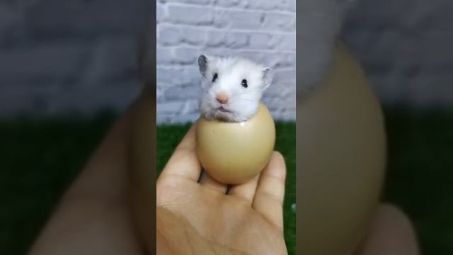хомяк яйцо