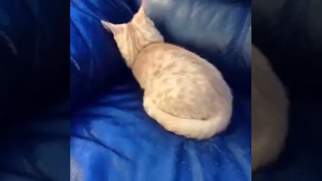 Кошка залезла в диван) смотреть онлайн