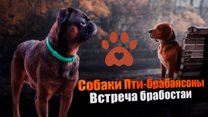 Встреча брабостаи.Любимые игры. Крепление для экшн камеры. Видео глазами собаки.