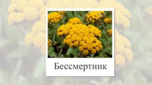 Травянистые растения. Окружающий мир. Карточки для детей среднего школьного возраста. Травы виды.