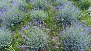 Лаванда на пасеке как медонос