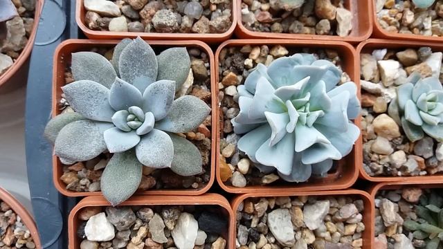 Суккуленты, Эхеверия  (Echeveria) после зимовки.