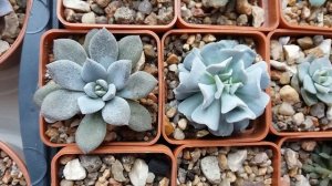 Суккуленты, Эхеверия  (Echeveria) после зимовки.