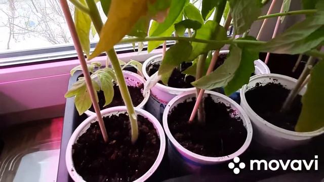 Моя рассада на 31 марта. смотреть онлайн