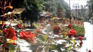ДОНЕЦК-город миллионов роз...