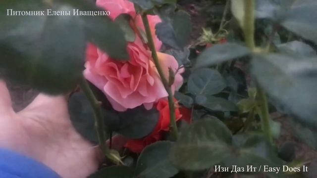 2часть/ Пышно цветущие Розы до снега / для Средней Полосы смотреть онлайн