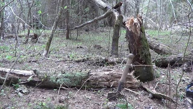 Формирование почвы в лесах (Александр Сизьмин, РС-Медиа, 2017) смотреть онлайн