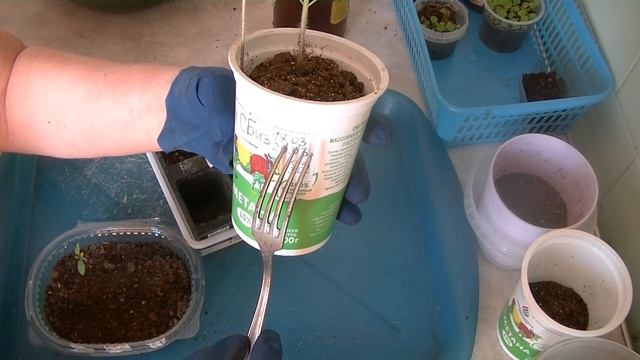 Пересадки рассады томатов: сколько раз и когда завершить. смотреть онлайн