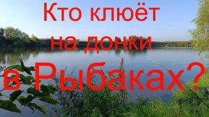 Кто клюёт на донки  в Рыбаках?  Москварека. р-н д. Рыбаки. 15.08.2024.