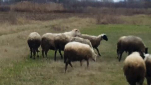 Разведение ОВЕЦ. Какая выгода от овец?! Овцеводство ПЛЮСЫ и МИНУСЫ