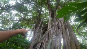 Выживание 24 часа на необитаемом острове.[ 1-Часть ]Строю шалаш Добываю фрукты