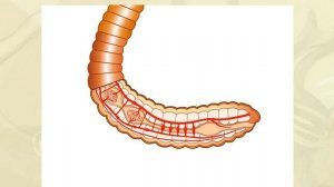 Кровеносная система дождевого червя. Биология