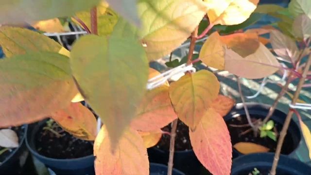 Метельчатая гортензия Bonfire/Бонфаер. Новинка взорвавшая интернет. смотреть онлайн