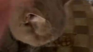 ДУШИ,ДАННЫЕ СУДЬБОЙ . ИНГА ХОСРОЕВА . ВЕДЬМИНА ИЗБА ?