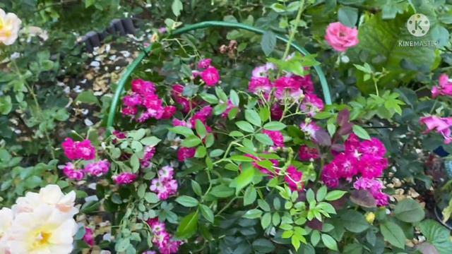 Розы в саду смотреть онлайн