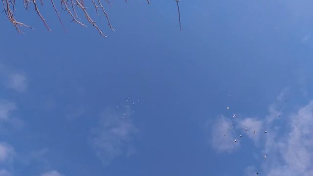 Николаевские голуби с.Маячка Славянский р-н смотреть онлайн