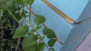 У моего раннего помидора отпадают листики