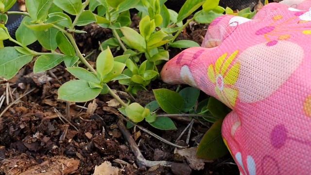 Создание скелета куста голубики смотреть онлайн