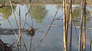 Днепровские КАРАСИ МОНСТРЫ на Боковой Кивок!!!