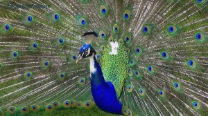 Из праха коры земной - христианская песня.