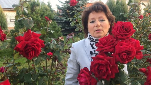 Сравнение розы Супер Гранд Аморе (Super Grand Amore Rose) с другим сортом смотреть онлайн