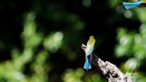 Hampstead Wetlands Park - Flight of Blue-tailed Bee-eater