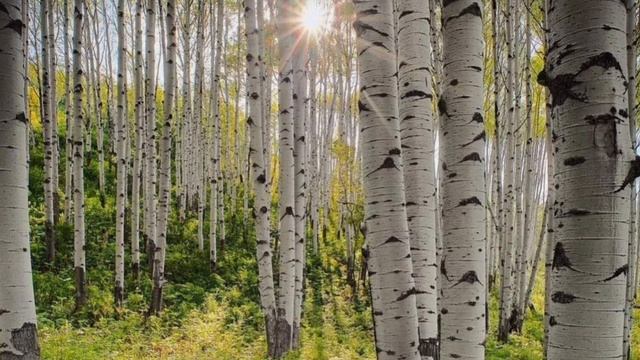 Ольга Братчина "Березовый лес" (сл. Л. Корнаевой, муз. О. Братчиной)