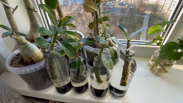 Как укоренять черенки адениума. Отличный способ! Вырастают красавчики! 22 ноября 2022 г. смотреть онлайн