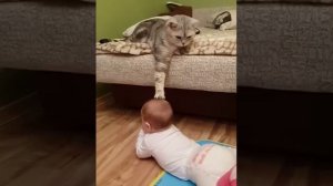 Ребенок и кот. Cat and baby. Смешное видео. Дети и кошки.
