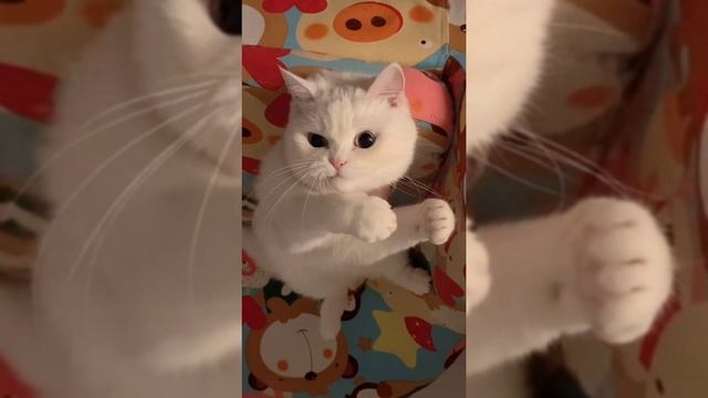 Cat BEST Compilation #1 ЛУЧШИЕ ПРИКОЛЫ С КОТАМИ