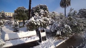 Снежный Сухум. Пальмы в снегу. Абхазия зимой в феврале