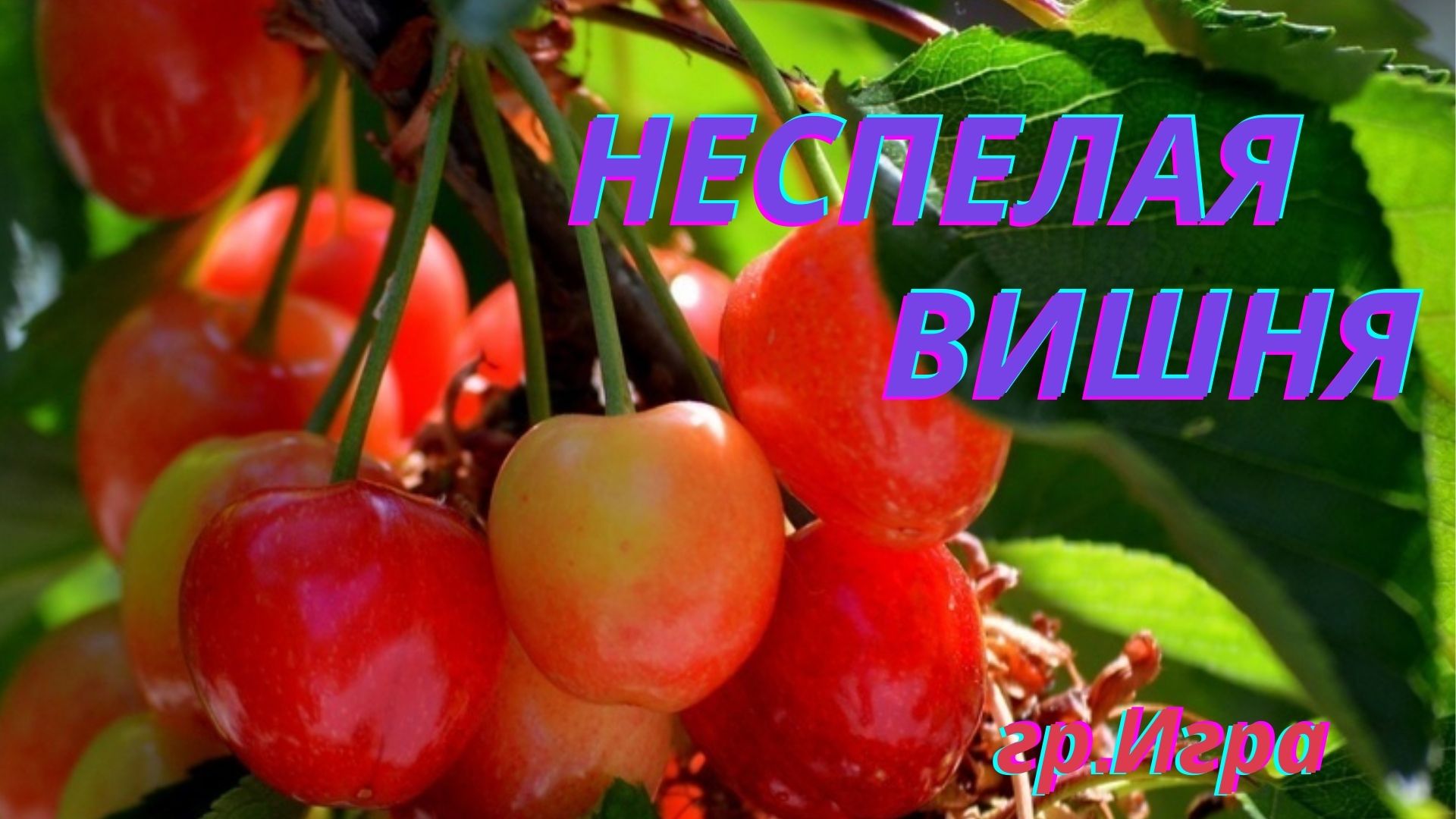 Песня из СССР! Неспелая вишня.