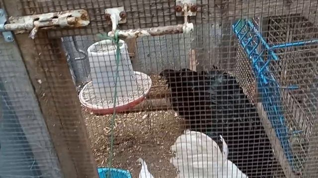 Брессгальская. Видеообзор породы кур . смотреть онлайн