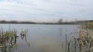 Карась на пруду по Дмитровскому шоссе