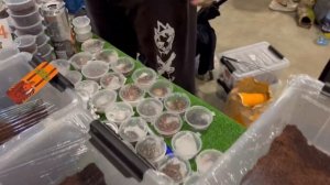 REPTILIUM 03.06.2023 МОСКВА. Выставка-продажа террариумных животных. Купил себе нового паучка.
