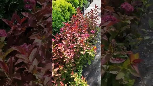 Спирея японская Голдфлейм (осень 2019) смотреть онлайн