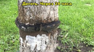 Как истребить муравьев. Дачная битва с муравьями