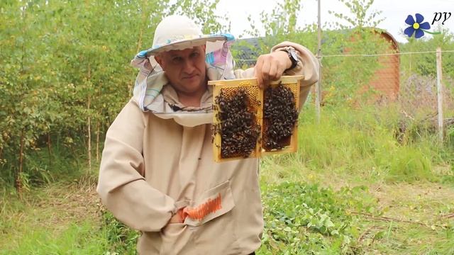 От нуклеуса к полноценной пчелиной семье (Часть 1)