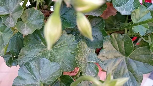 Ivy geranium смотреть онлайн