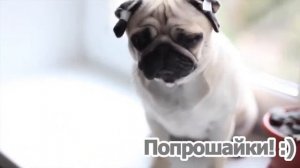 Плюсы и минусы мопсов