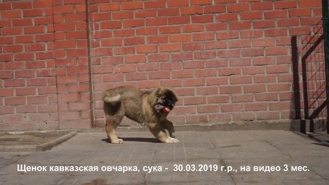 Продается щенок кавказской овчарки, девочка 3 мес. www.r-risk.ru +7 9262205603 Татьяна Ягодкина смотреть онлайн