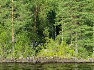 Природа Карелии, Онежское озеро
2022