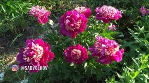 Пион КУКОС НЕСТ? Paeonia CUCKOO'S NEST: обзор, описание, цветение, отзыв