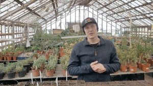 ЧЕМ ОПАСНА БЕРЕЗА В САДУ? Почему не стоит сажать березу на участке?