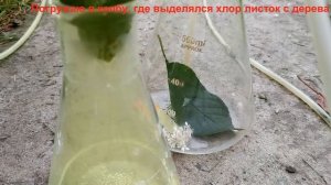 Хлор. Получение и обесцвечивание листка