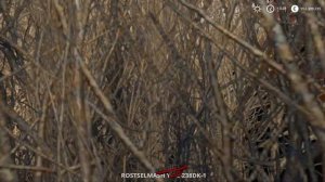 Farming simulator 2019 как сажать,убирать и для чего нам в игре ТОПОЛЬ ???