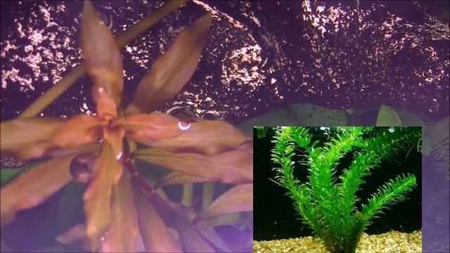 Быстрорастущие и другие аквариумные растения. Fast-growing and other aquarium plants.
